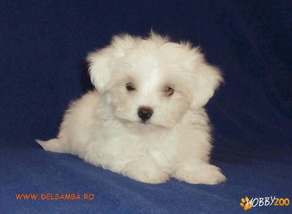 DE VANZARE BICHON CU PEDIGREE