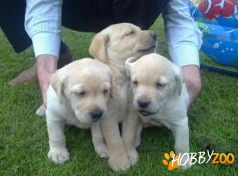 Vindem catei Labrador