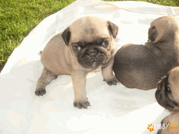 Vindem catelusi Mops Pug