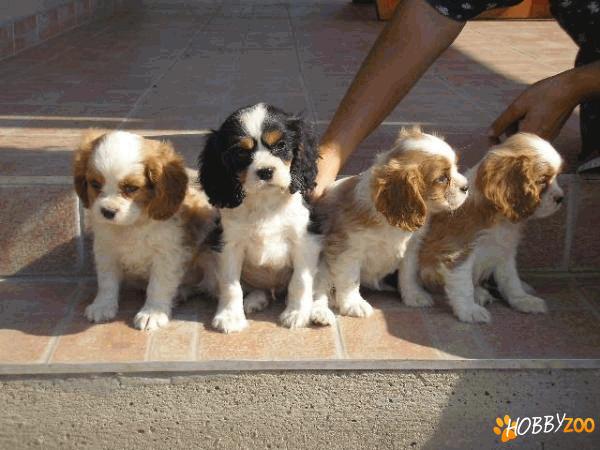 vand catei cavalier king charles