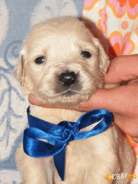 pui Golden Retriever deosebiti
