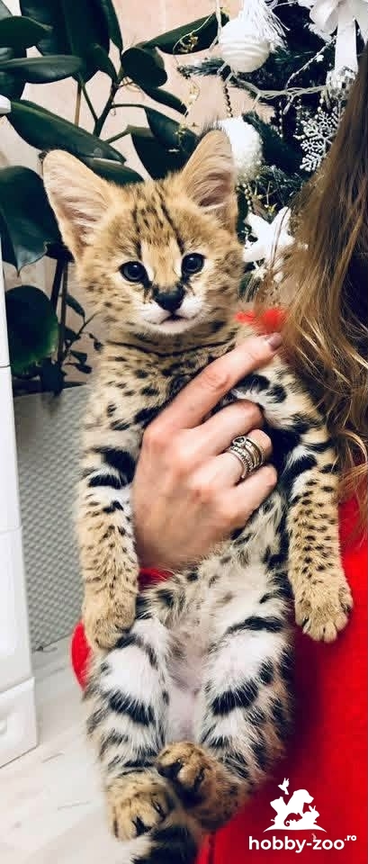 pisoi serval și caracal și frumoasa Savannah