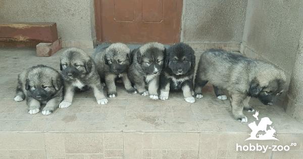 Catei Ciobanesc Caucazian