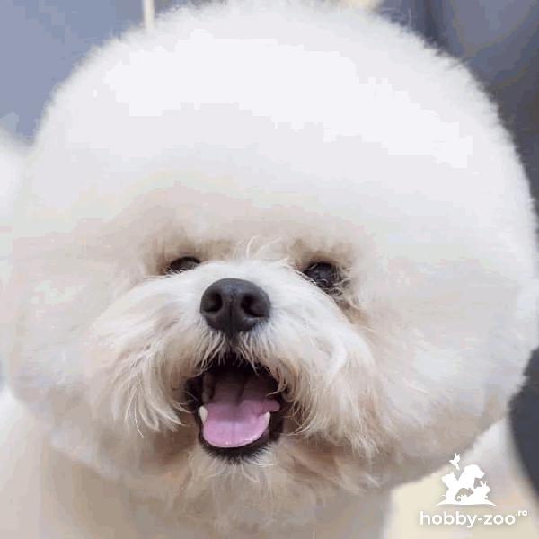 Bichon Frise catelusi de vanzare