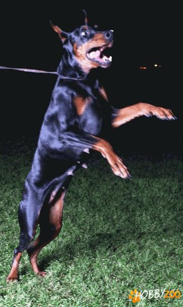 Dresaj si dog-sitting