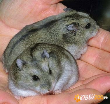 Hamsteri pitici de vanzare