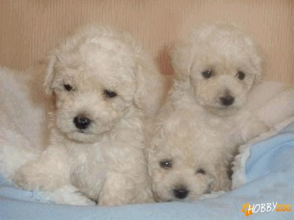 Vand pui Caniche-talie medie