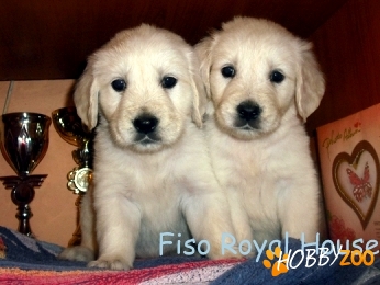 vand pui superbi Golden Retriever
