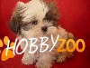 catelusi shih-tzu de vanzare