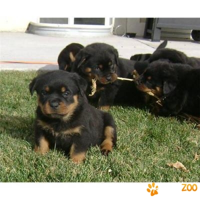 rottweiler 4 saptamani