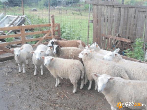 Oi mielute rasa texel