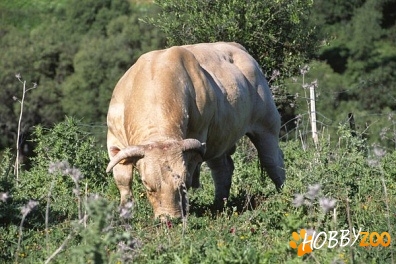 Vaci Andalusian Blonde