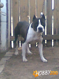 Amstaff Calitate la un Pret Minim
