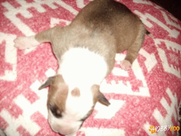 Vand pui de Amstaff 3 saptamani