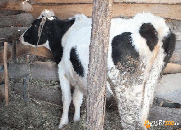 vaca gestanta de 3 ani  