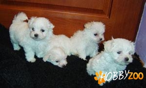 bichon maltese de vanzare