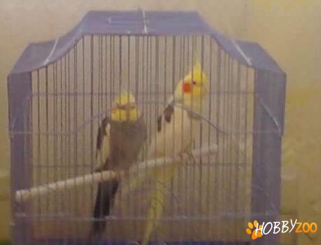 Micul Alexander Nimfe