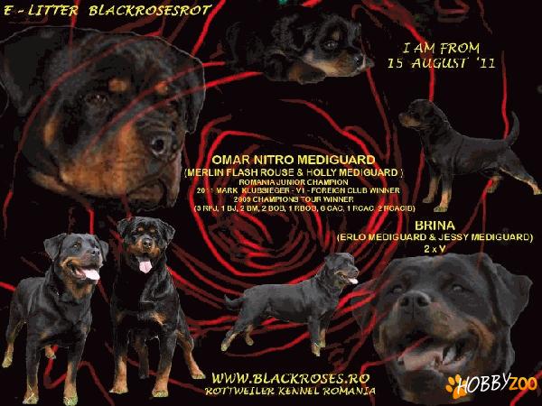 pui rottweiler