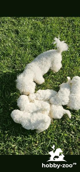BICHON FRISE de vanzare