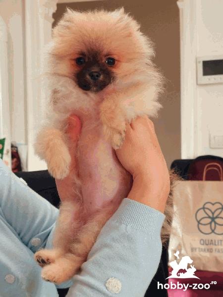 Spitz pomeranian bebelusii