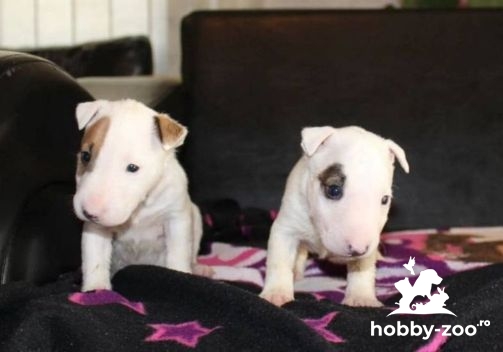 Mini Bull Terrier cățeluși