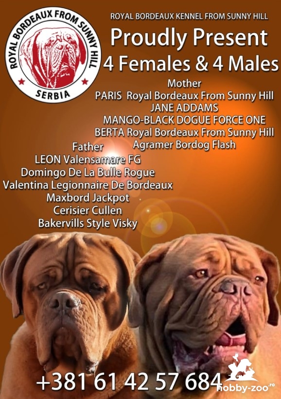 Dogue de Bordeaux Pui frumoși