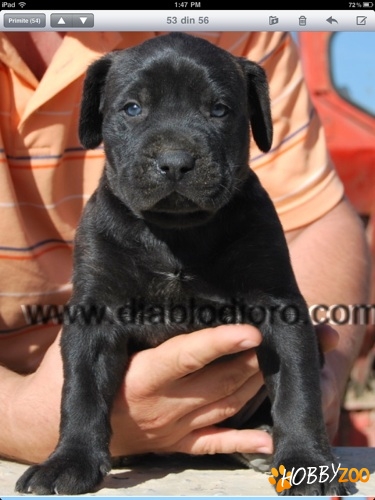 Vand pui de PRESA CANARIO !!!!