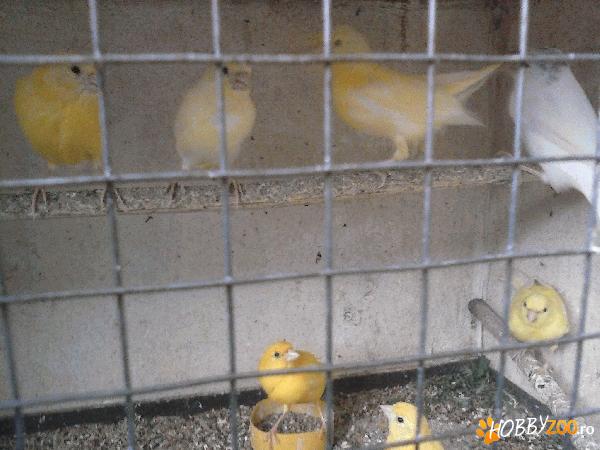 Canari galbeni de vanzare 