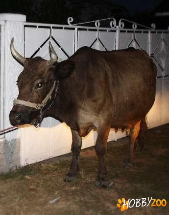 vaca de lapte sau sacrificare
