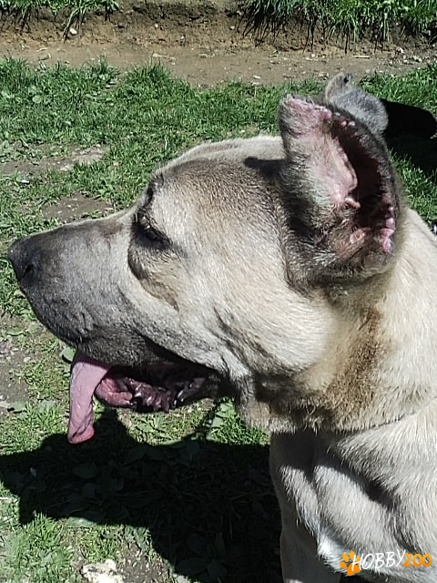 Vand femela Cane Corso 7 luni