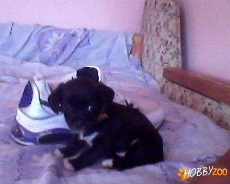 metis chihuahua negru