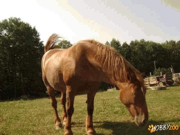 iapa rasa semigreu blanda