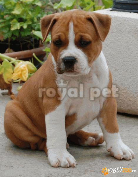 VAND CAINI AMSTAFF BUCURESTI