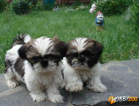 masculi si femele shih tzu