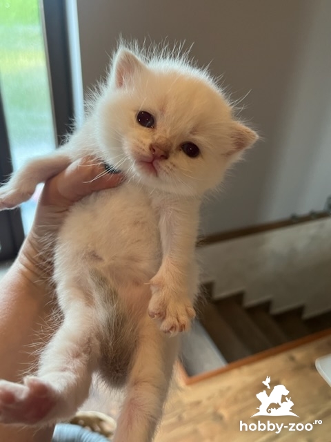 Pisicute British sorthair blue și albe in Căutare de casute