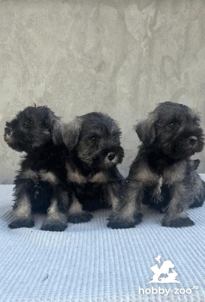 Miniature Schnauzer                            .