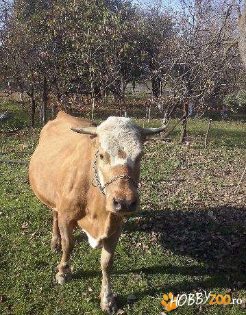 Baltata germana, insamantata cu bal