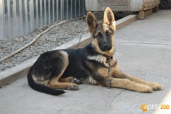 Ciobanesc german,mascul,5 luni