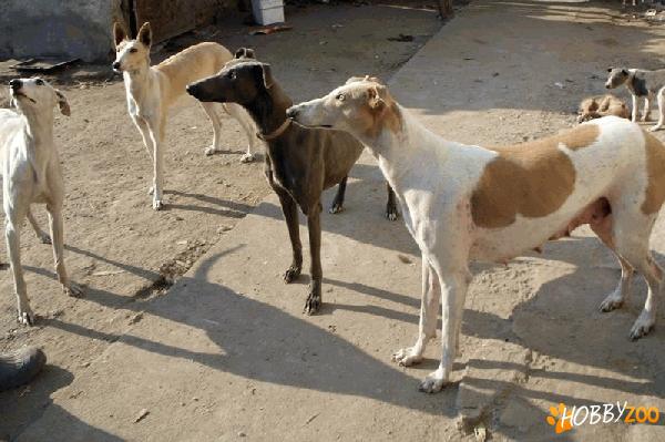 vand ogari greyhound avantajos xxx
