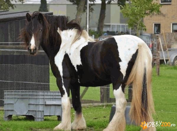 Iapa gypsy vanner echitatie