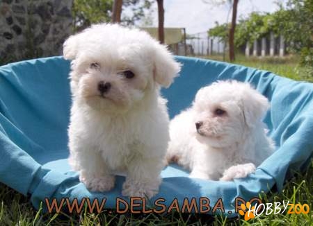 DE VANZARE BICHON MALTESE si BICHON BOLO