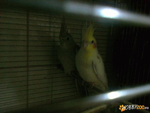 Pereche nimfe reproducatoare