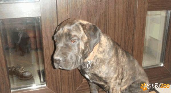 femela pui cane corso cu pedigree