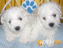 vand catei bichon frise