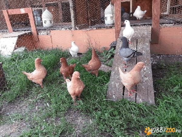 porumbei kingi rosii galbeni