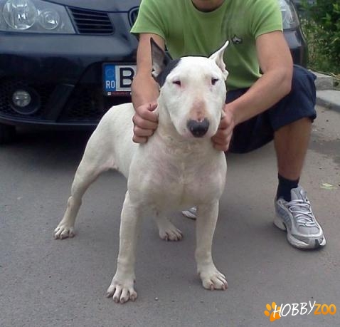 bullterrier pt persoane cu experienta