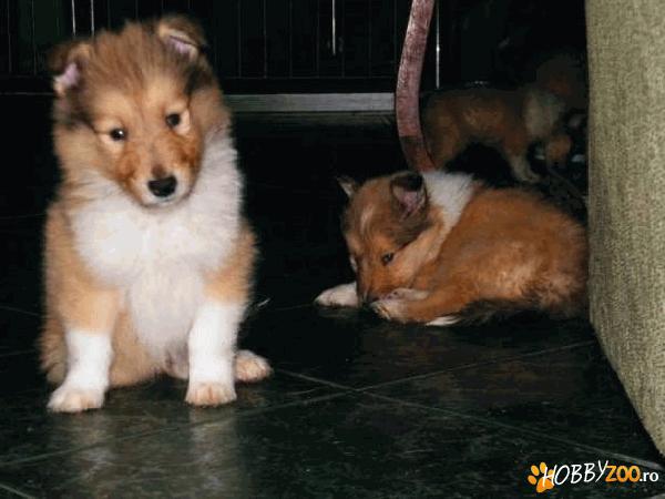 Ciobanesc Scotian Collie