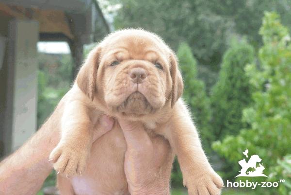 Dogue de Bordeaux (Mastiff de Bordeaux) pui frumoși