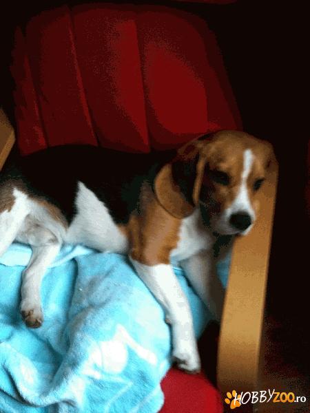 piedut beagle in zona marasesti 