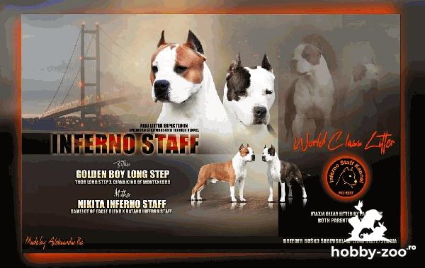 American Staffordshire Terrier